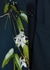 Floral-print panelled silk shirt - Victoria Beckham