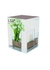 Lotta vase-lantern & ash base h18cm clear * - LSA International