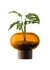 Oblate vase h13.5cm-Ã¸15cm amber-walnut ** - LSA International
